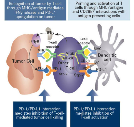 Nivo Mechanism of Action #1 | ACKC.org